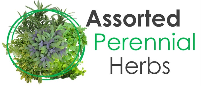 Wholesale Assorted Perennial Herb Plants