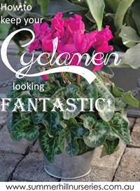 How to keep Cyclamen looking great