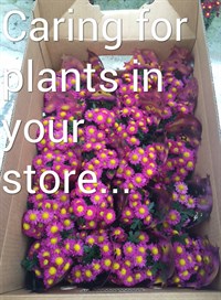 caring for plants instore