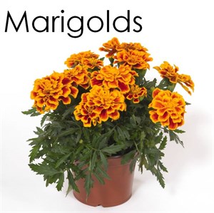 Marigolds Flowering at Summerhill 