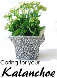 Caring for your Kalanchoe